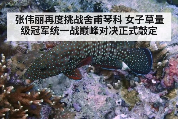 张伟丽再度挑战舍甫琴科 女子草量级冠军统一战巅峰对决正式敲定